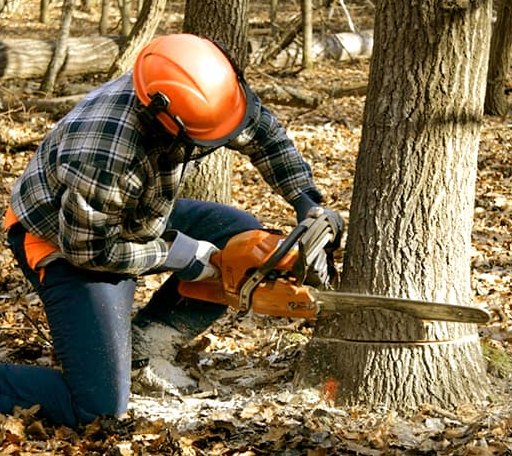 Tree Removal in Brooklyn, CT